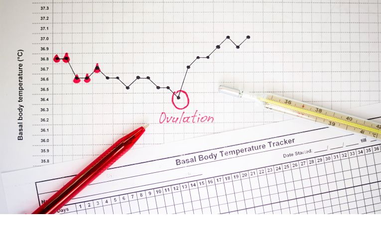 Как рассчитать овуляцию