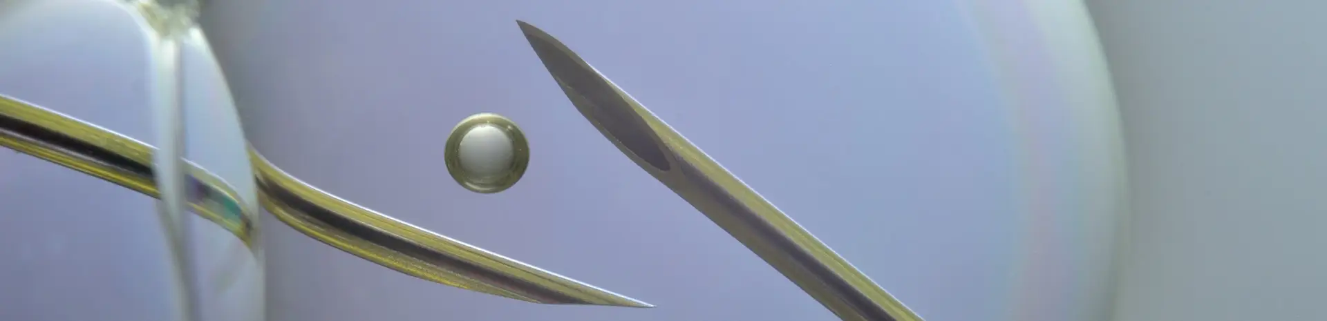 Что такое ооциты