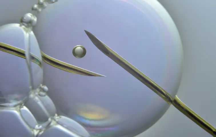 Что такое ооциты